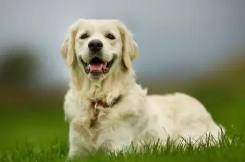 如果遇到恶犬该如何自救,遇到恶犬凶怎么办