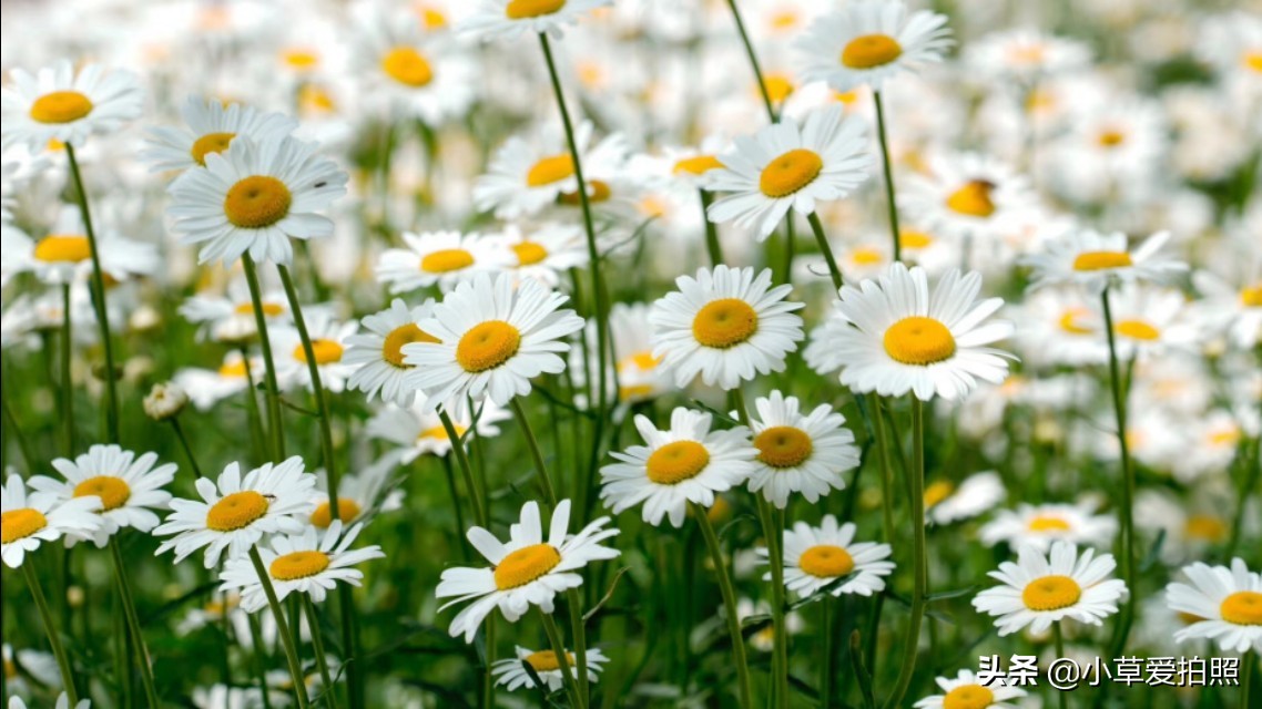 威海十一月羊亭公园,推荐一个好地方威海羊亭公园