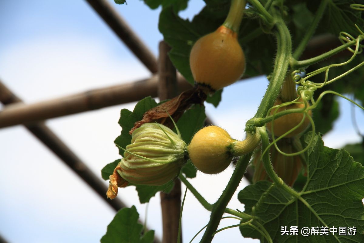 深圳青青世旅游攻略,深圳青青世界详细地址