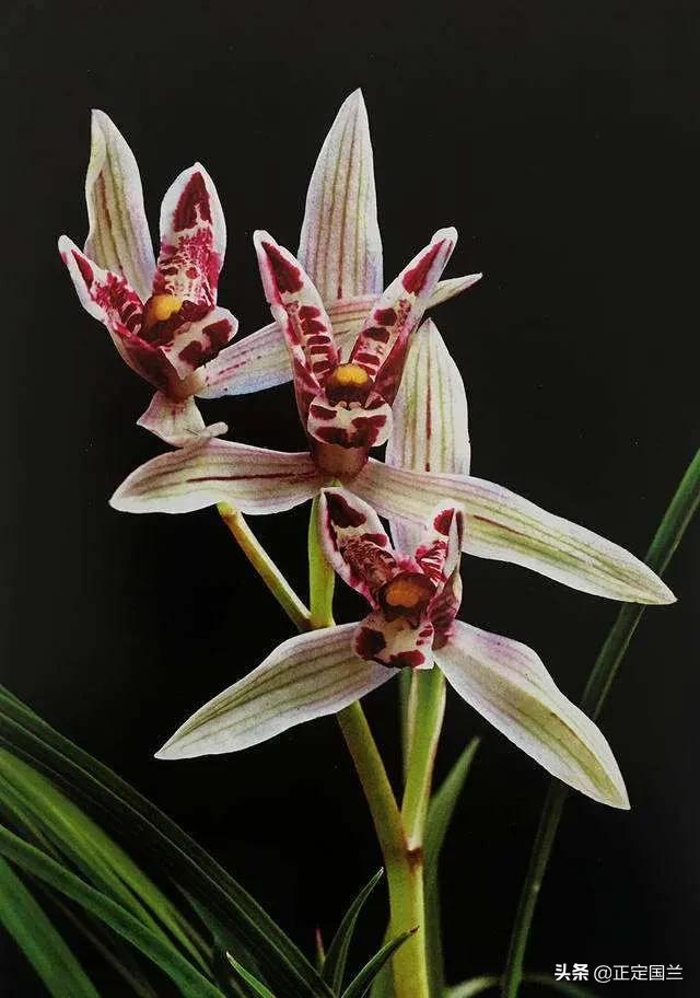 为什么兰花被称为国兰,为什么兰花又叫国兰