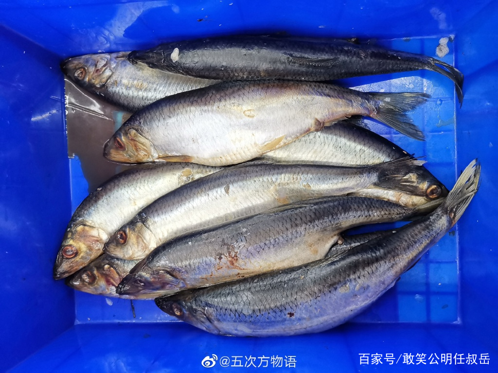 海里的青鱼和湖的青鱼有什么区别,淡水青鱼与海水青鱼