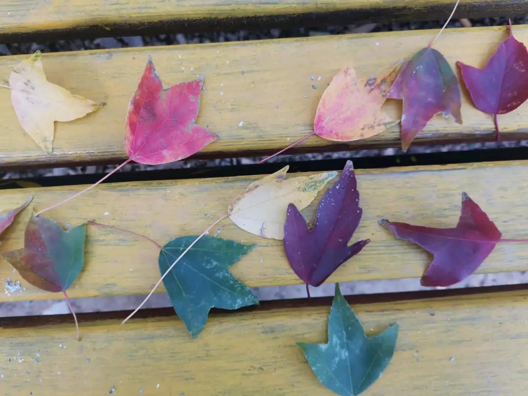 深秋的公园是什么样子的,南阳梅城公园梅花