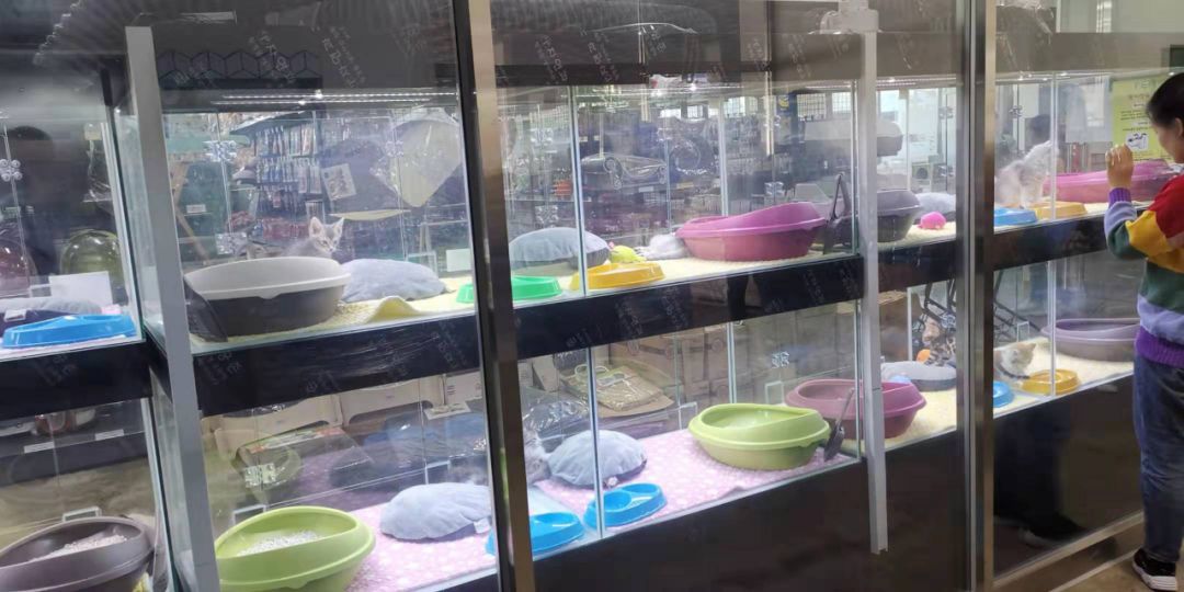 韩国宠物店推荐,韩国宠物店体验