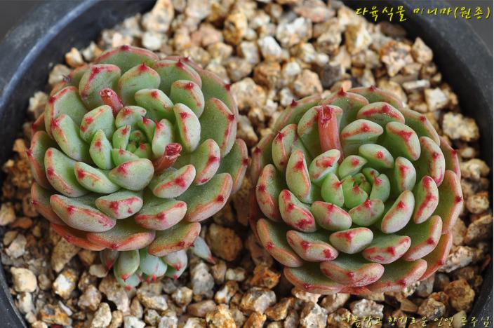 多肉公主艺术造型,韩国画多肉的女孩