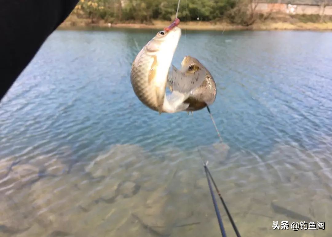 想钓鱼要先会打窝,想钓鱼用什么鱼饵
