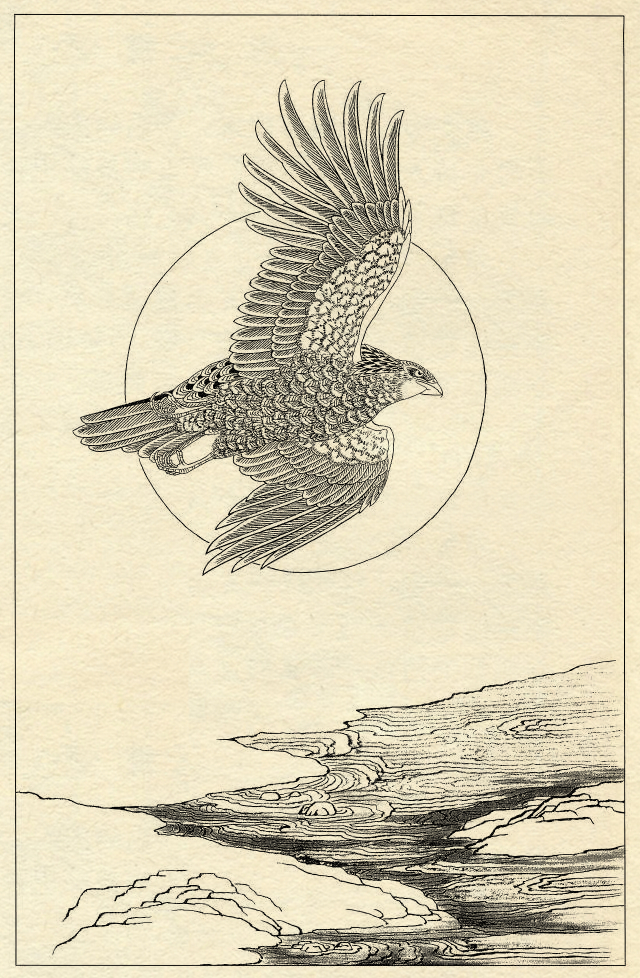 鹰的工笔底稿白描大图,白描鹰的画法图片