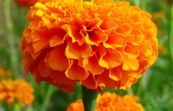 叶黄素是什么效果干嘛用的,叶黄素对眼睛好还对什么好