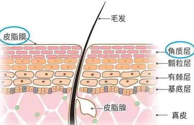 皮肤不吸收营养,皮肤用什么护肤品都没吸收怎么办