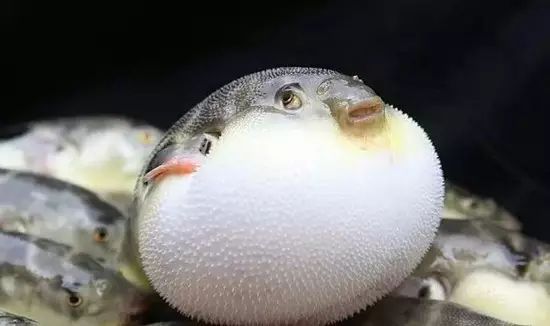 醴陵市海鲜收藏排行榜,海鲜礼盒收藏价格表图