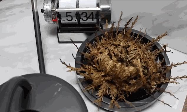 赵露思推荐补水保湿,赵露思推荐水感保湿焕颜面霜