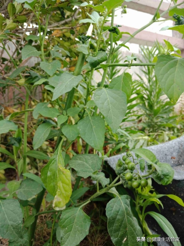 比较好保肝药有哪些,常用保肝中药有哪些