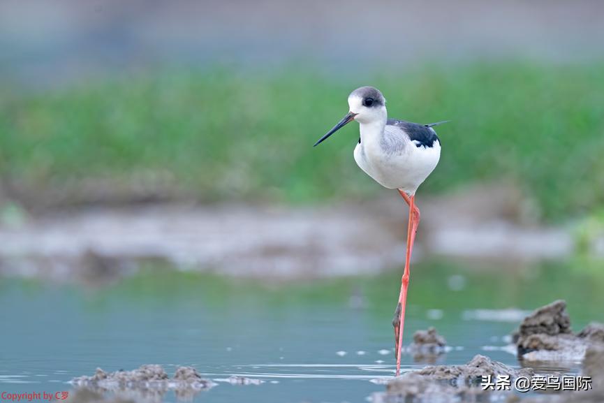 索尼selp1670镜头评测,索尼alpha9镜头