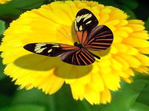 巴西的传统文化是足球吗,足球王国巴西