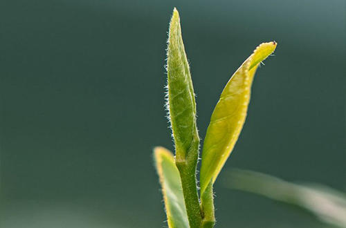 苏州碧螺春茶因为什么而著称,十大名茶之碧螺春