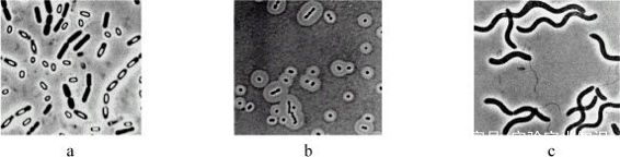细菌的形态结构观察和染色技术实验——万融实验