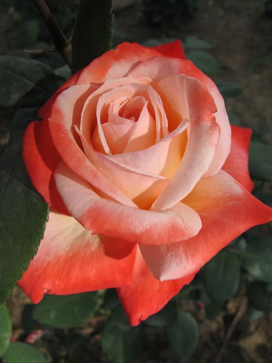 和平月季的价格,和平月季优缺点