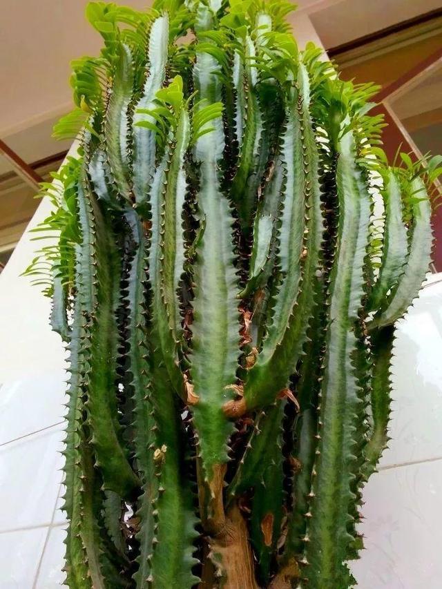 10种家里最旺宅的吉祥之花,10种最旺宅的吉祥之花