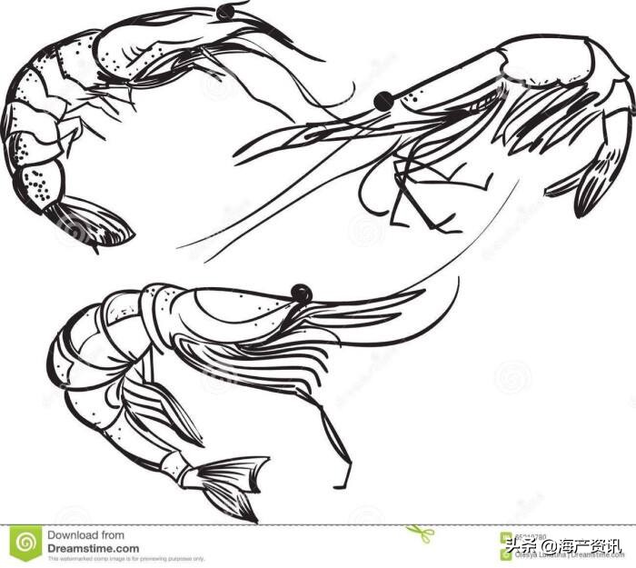 阿根廷红虾几月捕捞得好,阿根廷红虾价格行情最新