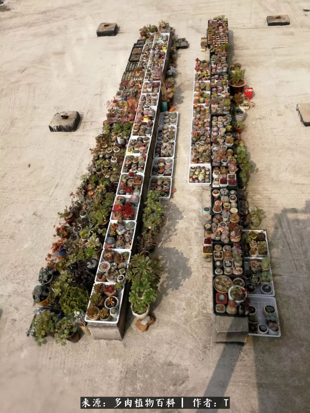 多肉还可以这样玩(上):八年养肉路剪影!