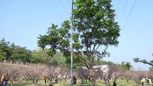 深圳隐秘风景,深圳粉色花海视频