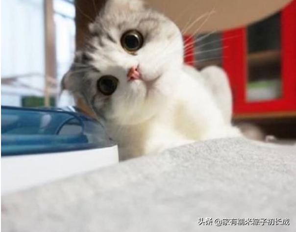 想购买猫咪在哪里购买比较好,购买猫咪一般在网上哪里卖