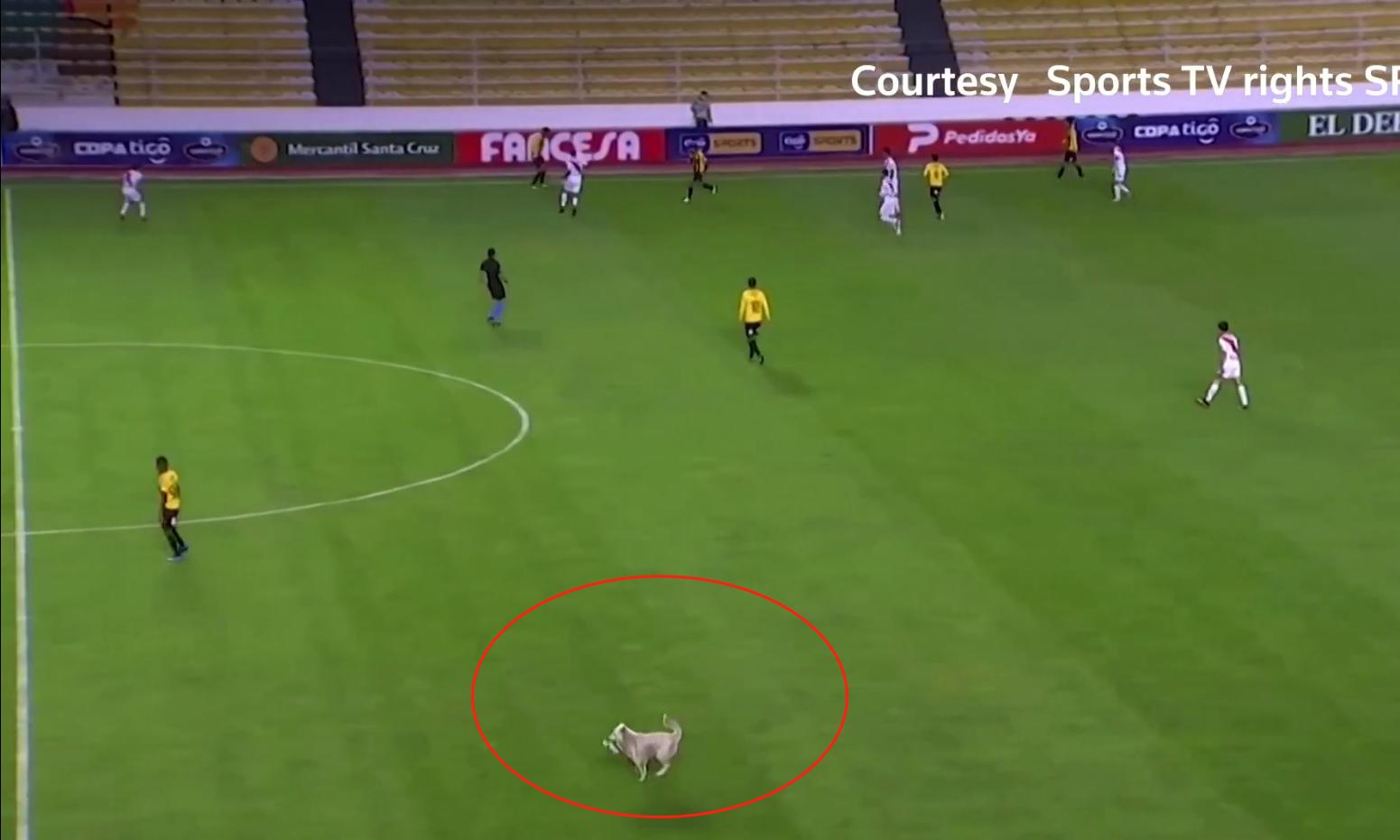 流浪狗干扰足球比赛,流浪狗误入运动会