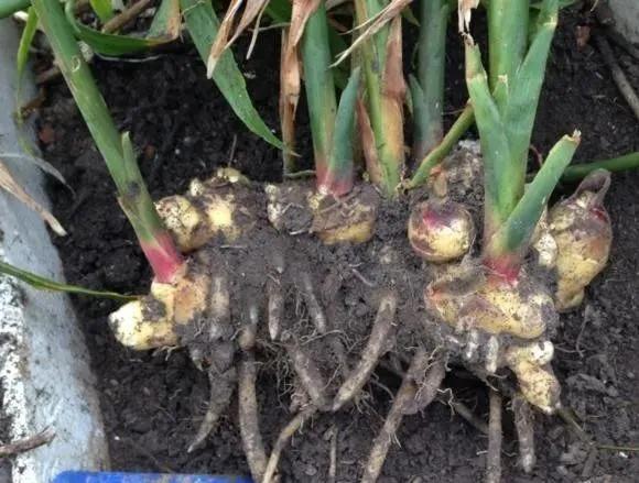 生姜放在瓶子里能长芽出来吗,生姜扔水里长成富贵盆景