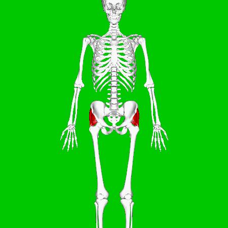 功能训练臀多久练一次,功能性训练臀与下肢训练动作