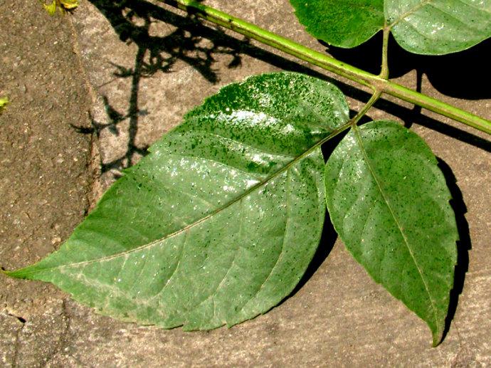 栾树蚜虫有什么危害,栾树蚜虫会长在其他树上么