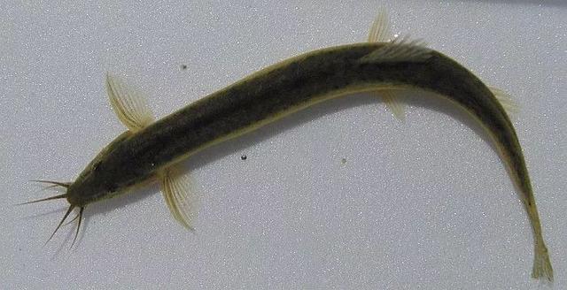 上岸原因令人震惊,上岸的缘由