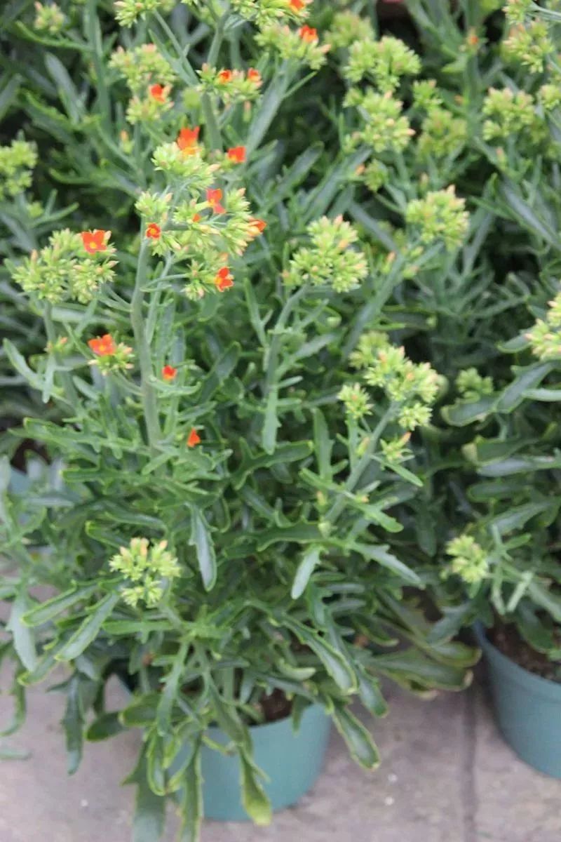 长寿花这个名字的由来是什么,长寿花因为什么而得名