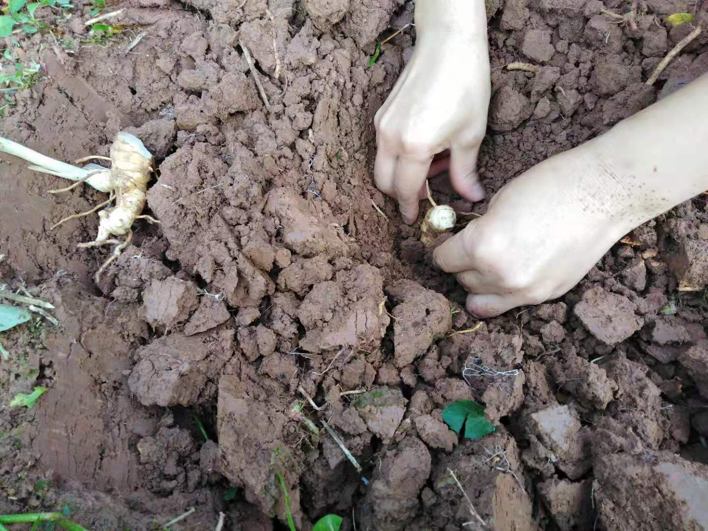 如何科学有效的种植老虎姜,老虎姜野生的和种植的如何辨别