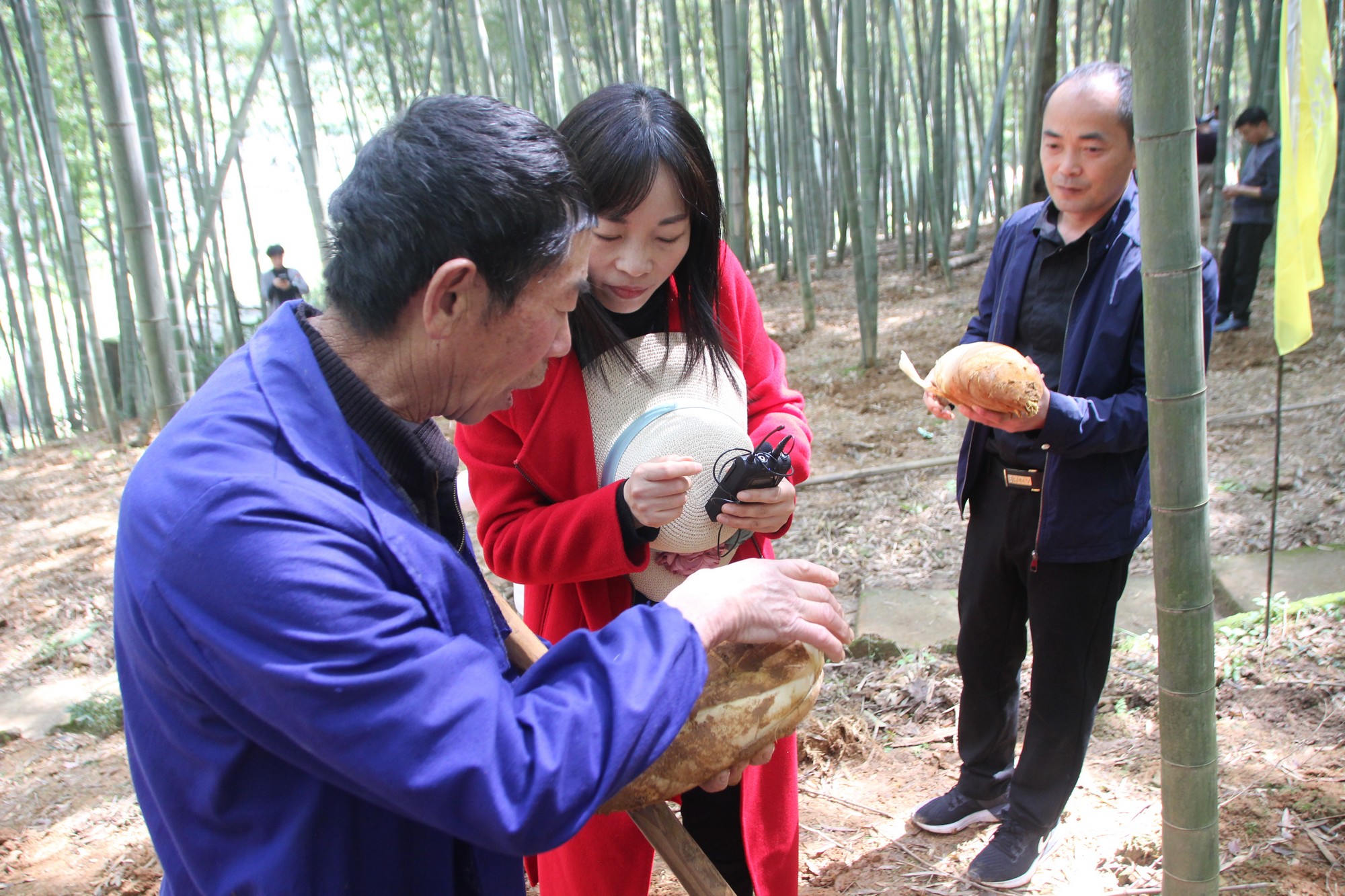浙江临海沿江镇竹笋,临海市野生竹笋