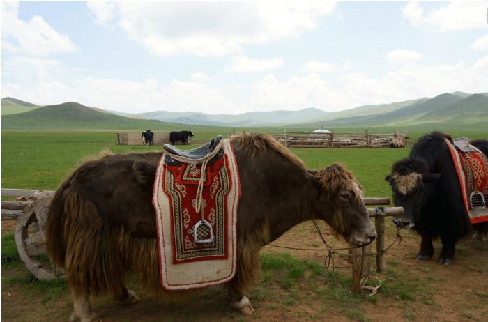 蒙古族看待蒙古人,蒙古族怎么看待蒙古