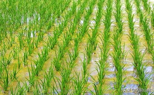 水稻分蘖多少株能高产,水稻苗期怎么管理分蘖多