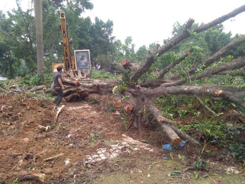 大树移植的正确方法秋天,乌桕大树移植成活率