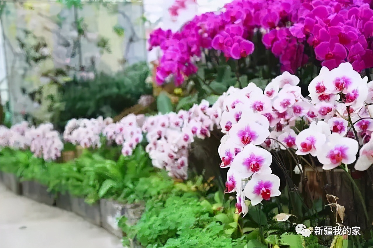 昌吉五家渠市,昌吉乌鲁木齐五家渠