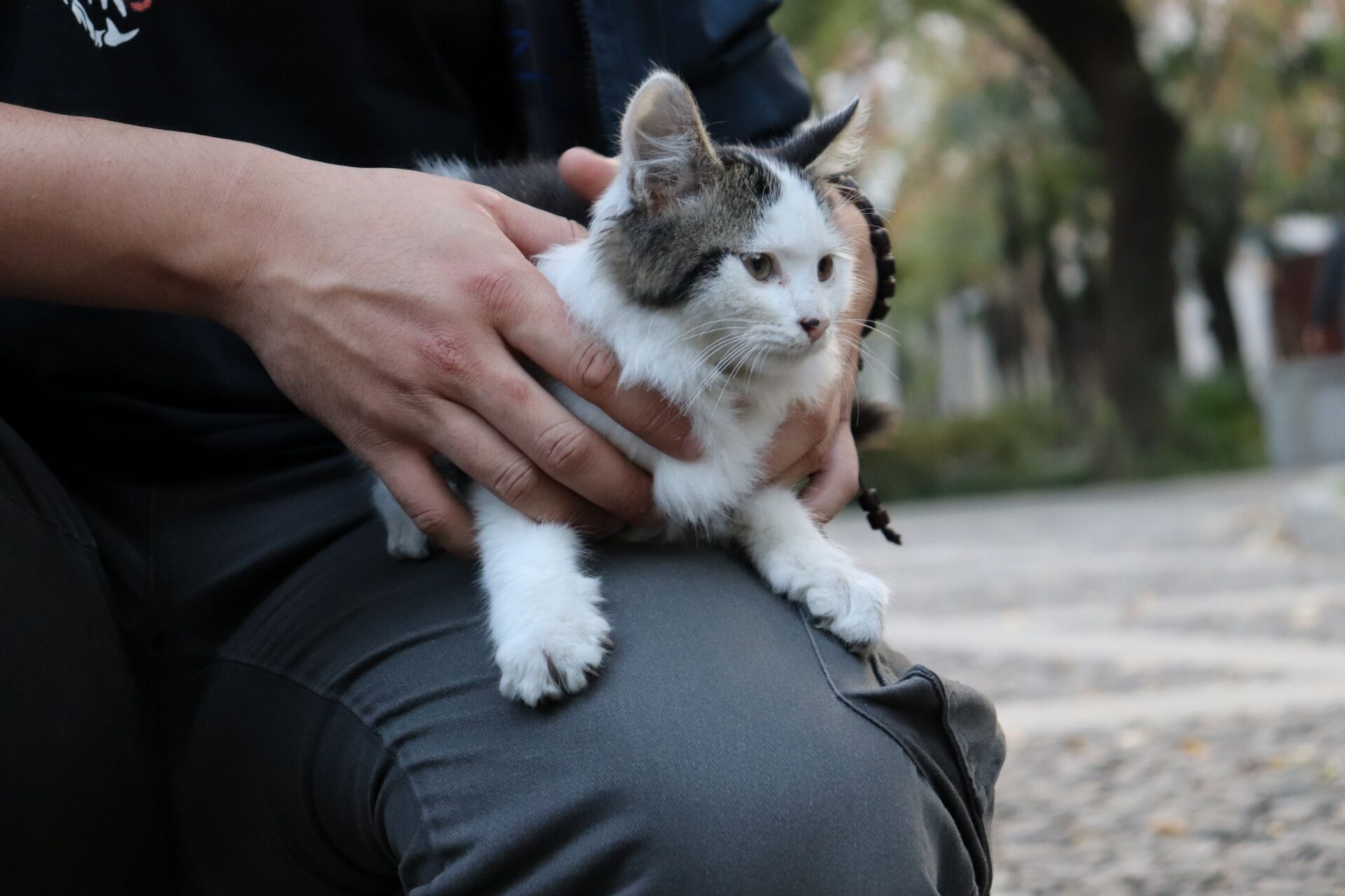 为什么那么多人提倡领养代替购买，看完你就了解了