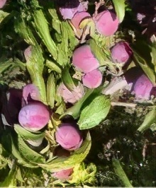 西昌冕宁酒店,冕宁灵山西康温泉酒店