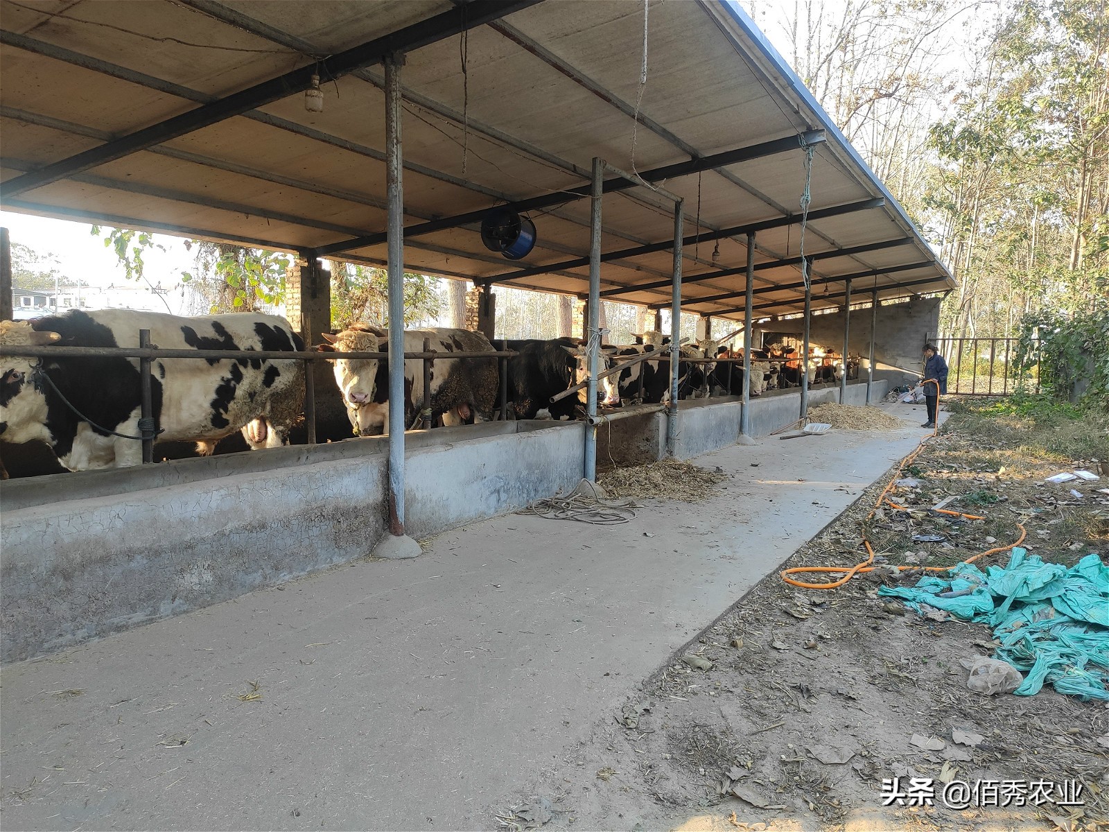 农村养牛人最害怕的是什么,农村50头黄牛该怎么养