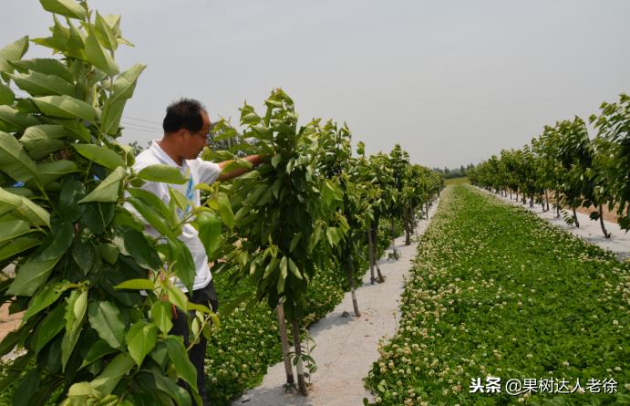 樱桃好吃树难栽下一句谚语是什么,樱桃好吃树难栽后一句是啥
