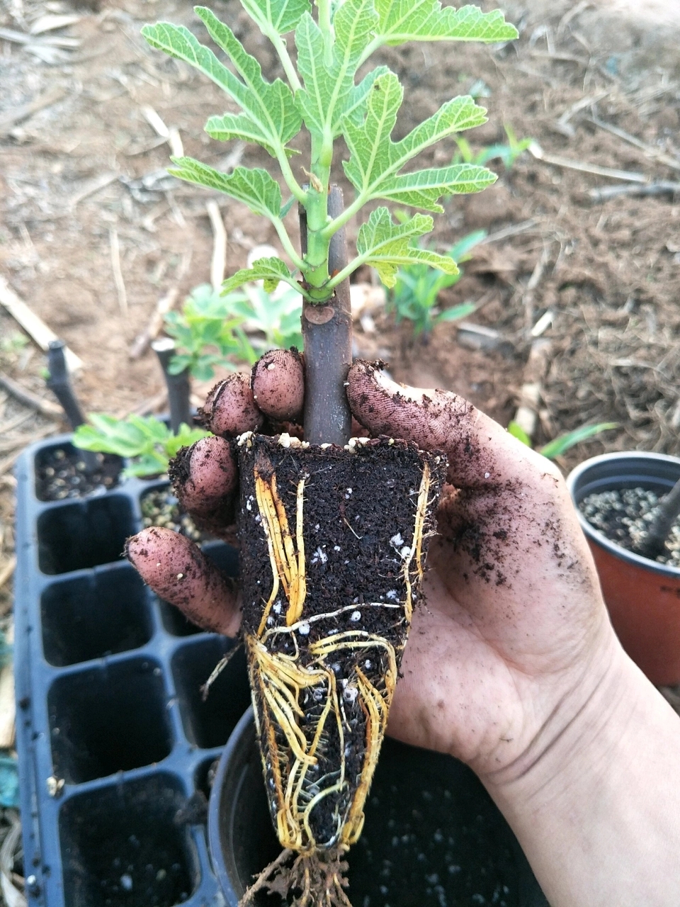 秋天扦插花苗,秋天扦插的小苗