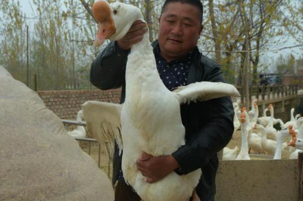 安徽农民以这种方式搞养殖，遭受邻居嘲笑，现在身价达100多万