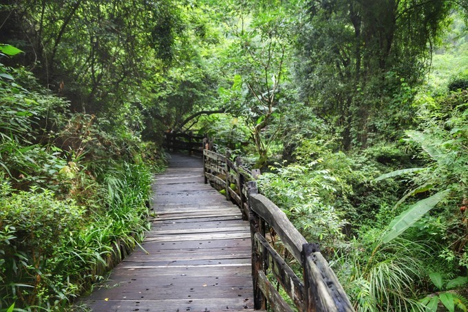 梅州采茶,梅州采茶体验