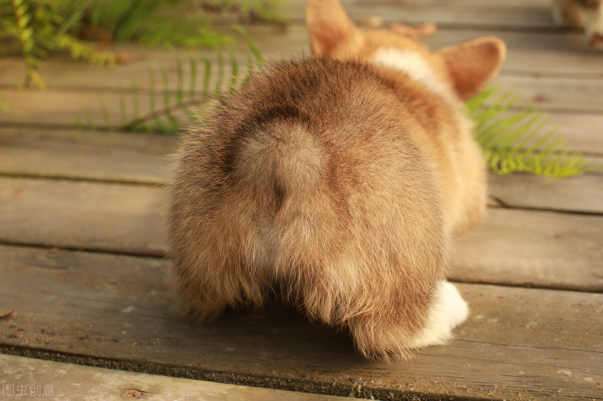 小的时候的柯基,小柯基怎么养每顿喂多少