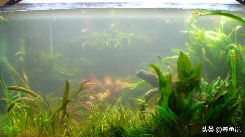 家里鱼缸水质浑浊往这看,别给鱼缸换水,这有一种简单处理方法