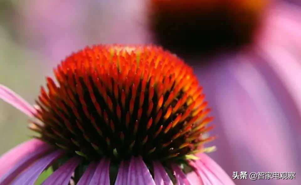 售后服务偷工减料的戴森，在中国市场还能走多远？