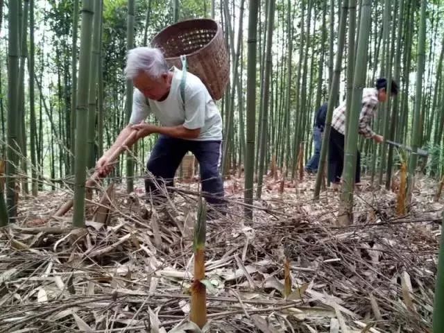 春笋人间四月天,人间四月天吃春笋