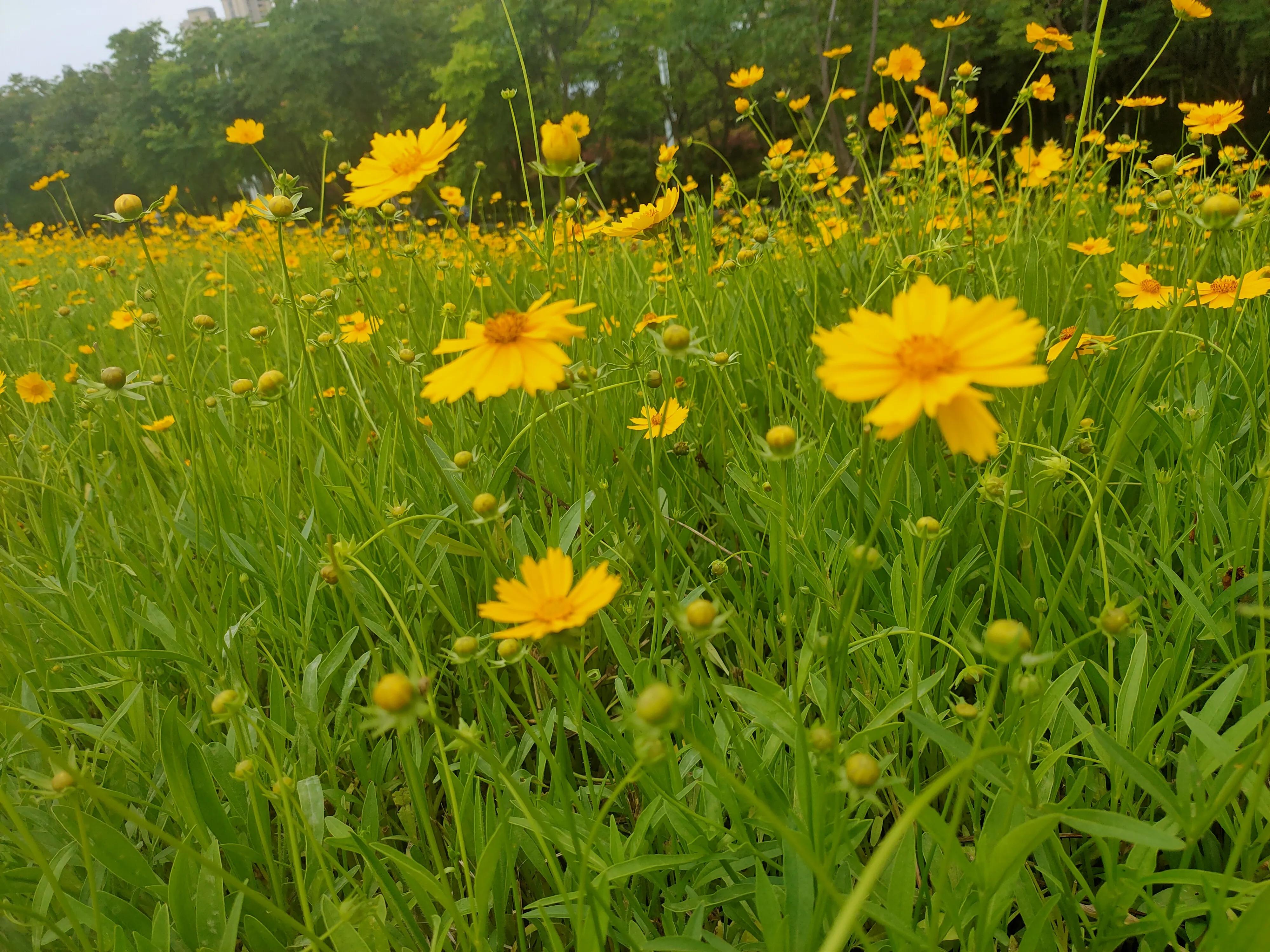 一片花怎么拍出花海的感觉,该怎么拍出花海的感觉好看