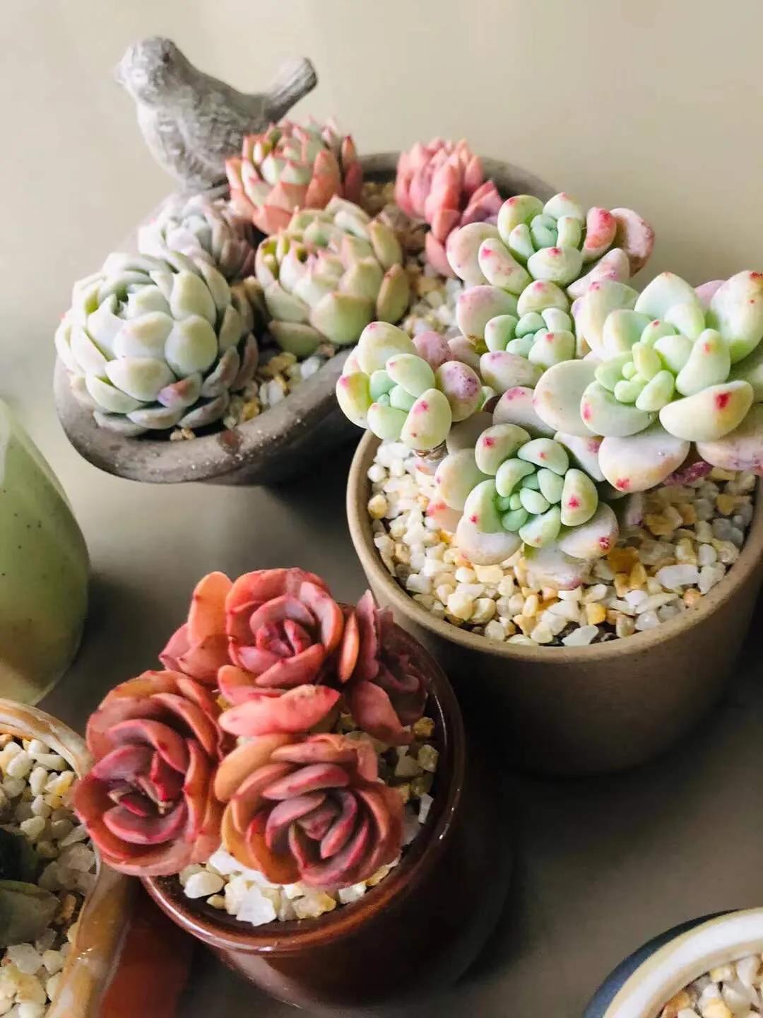 网上买的多肉如何处理视频,多肉徒长怎么办教你一招1盆变10盆